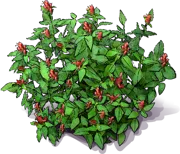 Roślina - Justicia fulvicoma