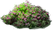 Roślina - Kalmia szerokolistna \u0022Ostbo Red\u0022