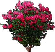 Roślina - Lagerstroemia indica