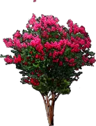Roślina - Lagerstroemia indica