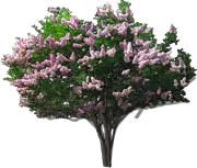 Roślina - Lagerstremia indyjska \u0022Yuma\u0022