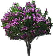 Roślina - Lagerstremia indyjska \u0022Zuni\u0022