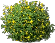 Roślina - Lantana pospolita Goldsonne