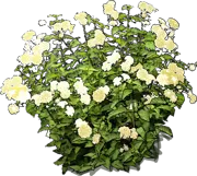 Roślina - Lantana Cream Carpet