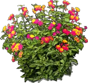 Roślina - Lantana Orthenburg Castle