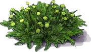 Roślina - Leptinella nowozelandzka