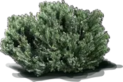 Roślina - Leucadendron galpinii