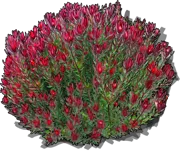 Roślina - Leucadendron \u0022Safari Sunset\u0022