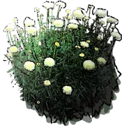 Roślina - Złocień wielki \u0022Summer Snowball\u0022