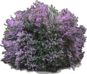 Roślina - Leucophyllum frutescens