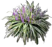 Roślina - Liriope muscari Variegata