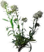 Roślina - Lobularia nadmorska