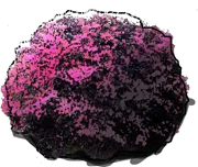Roślina - Loropetalum chinesis \u0022Burgundy\u0022