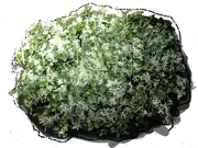 Roślina - Loropetalum chinesis \u0022Śnieg Muffin\u0022