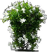 Roślina - Dipladenia boliviensis
