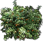 Roślina - Juanulloa mexicana