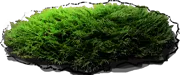 Roślina - Mikrobiota syberyjska