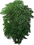 Roślina - Monstera dziurawa
