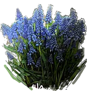 Roślina - Szafirek armeński