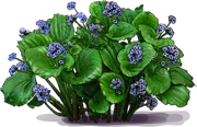 Roślina - Myosotidium hortensia