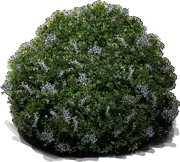 Roślina - Woskownica pensylwańska