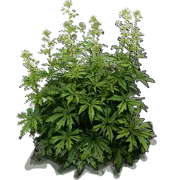 Roślina - Napaea dioica