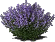 Roślina - Kocimiętka Faassena \u0022Purrsian Blue\u0022