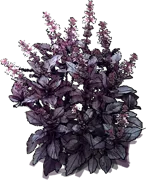 Roślina - Bazylia pospolita \u0022Dark Opal\u0022