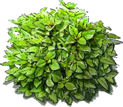 Roślina - Bazylia cytrynowa \u0022Pesto Perpetuo\u0022