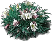 Roślina - Oenothera caespitosa