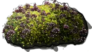 Roślina - Oregano Aureum