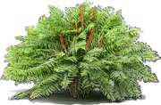 Roślina - Osmundastrum cinnamomeum