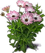 Roślina - Osteospermum \u0022Serenity Pink Magic\u0022