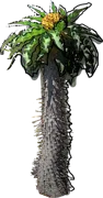 Roślina - Pachypodium namaquanum