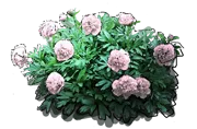 Roślina - Piwonia Chińska \u0022Festiva Maxima\u0022