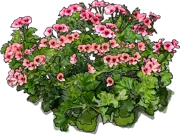 Roślina - Pelargonia angielska Orange