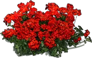 Roślina - Pelargonia Peltatum Happy Face Scarlet