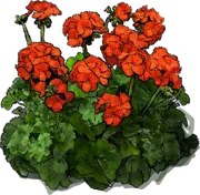 Roślina - Pelargonia zonale Orange