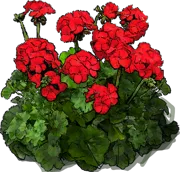 Roślina - Pelargonia zonale Scarlet