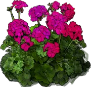Roślina - Pelargonia zonale Violet