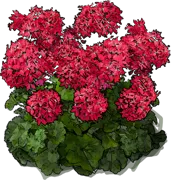Roślina - Pelargonia zonale Cherry\u002DWhite