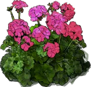 Roślina - Pelargonia zonale Purple