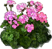 Roślina - Pelargonia zonale Shocking Pink