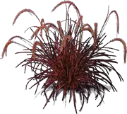 Roślina - Rozplenica szczecinkowata \u0022Fireworks\u0022