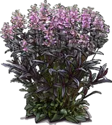 Roślina - Penstemon naparstnicowaty \u0022Dark Tower\u0022