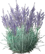 Roślina - Perowskia łobodolistna \u0022Blue Spire\u0022