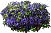 Roślina - Petrea volubilis