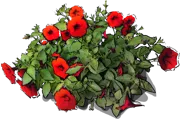 Roślina - Petunia