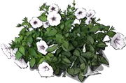 Roślina - Petunia