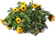 Roślina - Petunia
